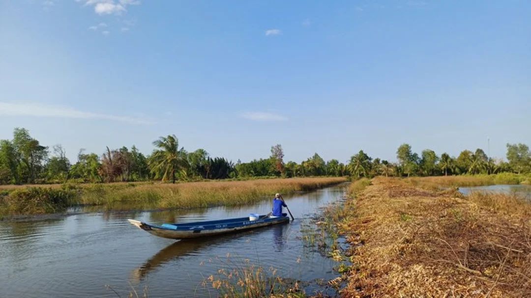 Cá lóc đồng trong vuông tôm clip câu cá lóc tại vuông tôm có nhiều cá lóc đồng sinh sản