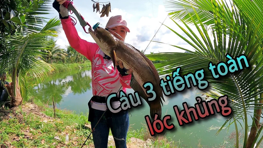 đi câu cá lóc an toàn ở bờ cỏ và kênh rạch