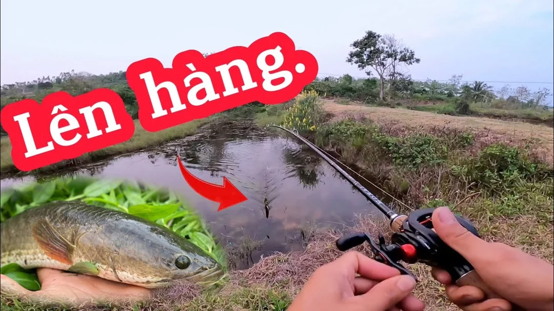 đi câu cá lóc rê mồi nhái hơi trên mặt nước