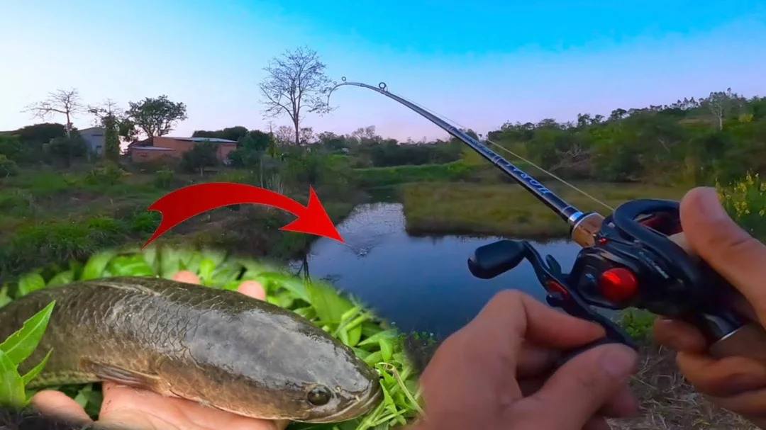 đi câu cá lóc với mồi nhái hơi và cần lure