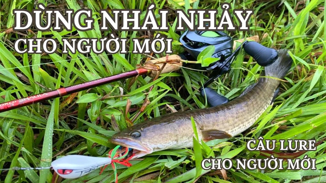 Hướng dẫn câu lure cá lóc cho người mới