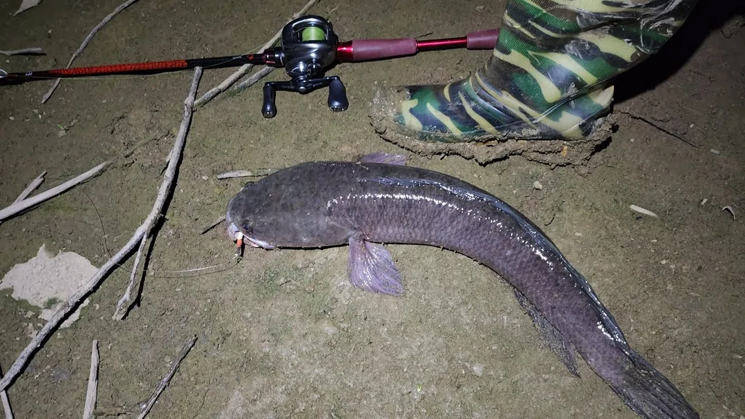Kinh nghiệm câu lure ban đêm cho cá lóc