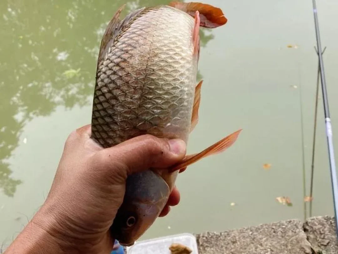 kinh nghiệm câu lure cá chẽm thực tế