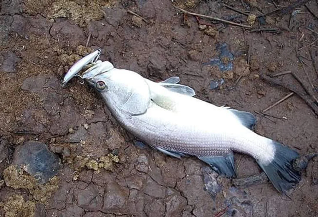 kinh nghiệm chọn cần câu lure máy đứng hay máy ngang