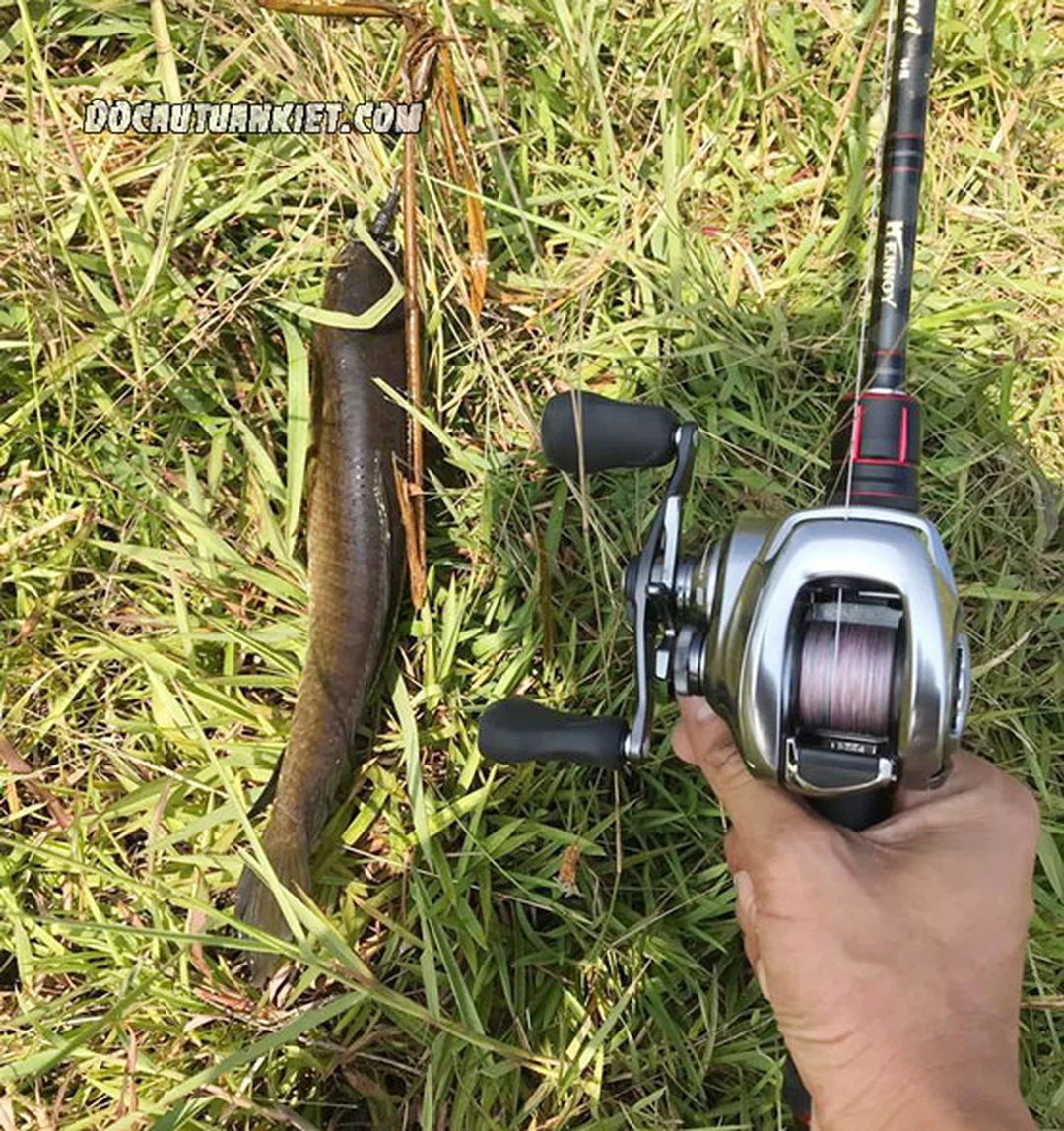máy ngang Shimano Bantam cho cần câu cá lóc máy ngang