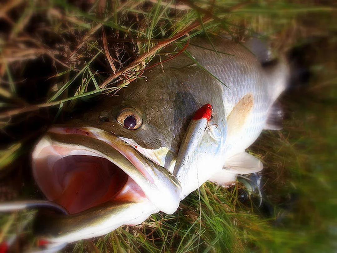 mồi lure cá chẽm minnow vibration