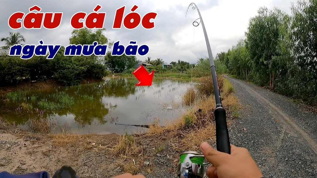 mùa câu cá lóc buổi chiều ở ao sen