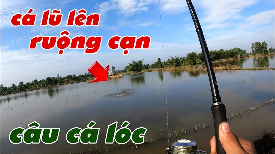 mùa câu cá lóc câu hỏi thường gặp cho người mới