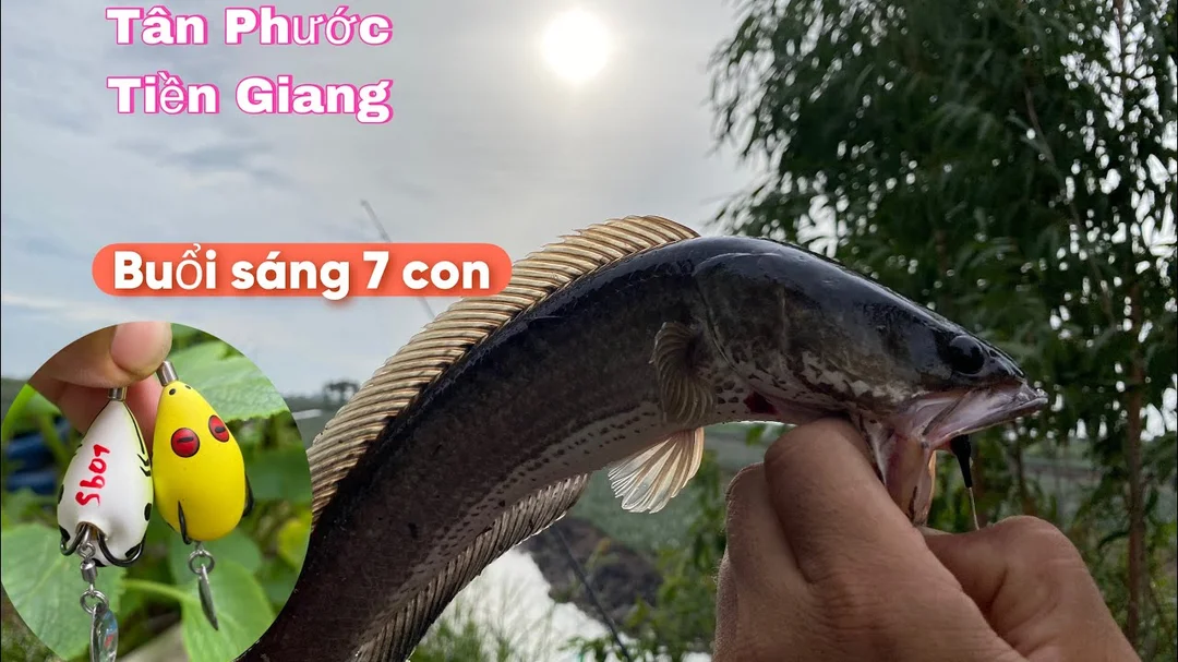 Thử nguyên buổi sáng câu lure cá lóc bằng mồi nhái hơi