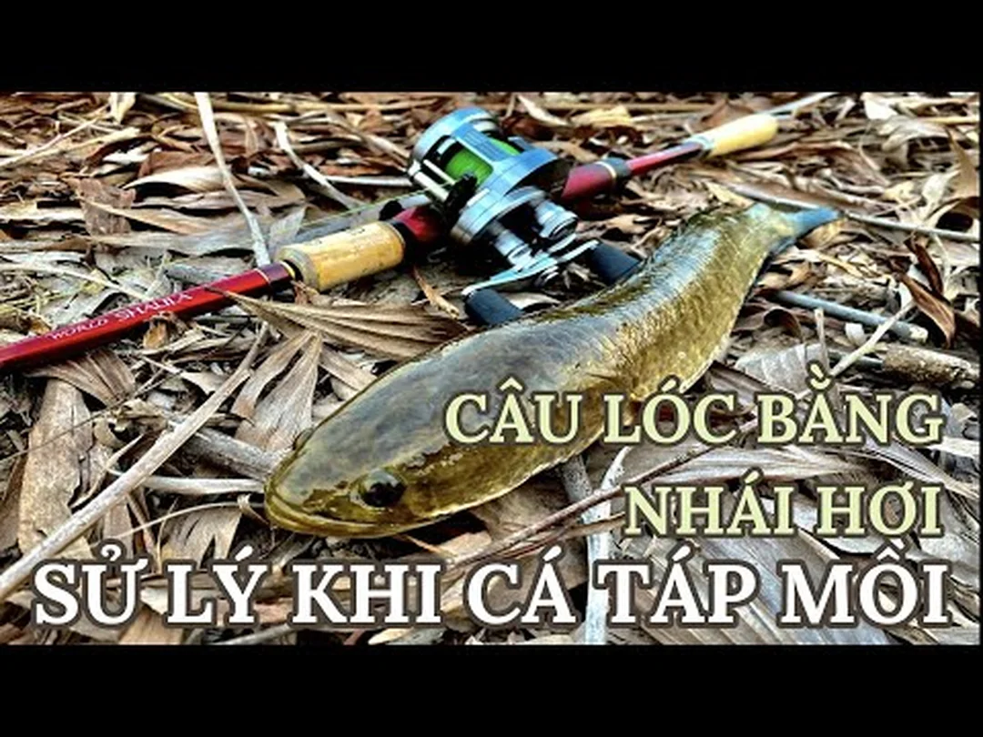 Video hướng dẫn lure cá lóc bằng nhái hơi