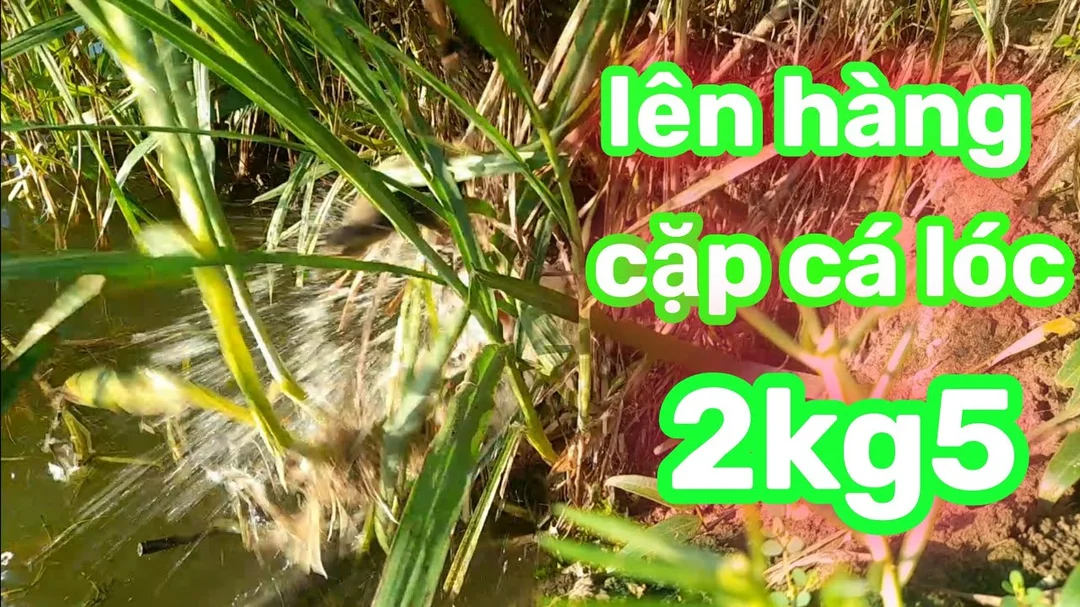Video hướng dẫn nhấp cá lóc bằng vịt ở miền Tây