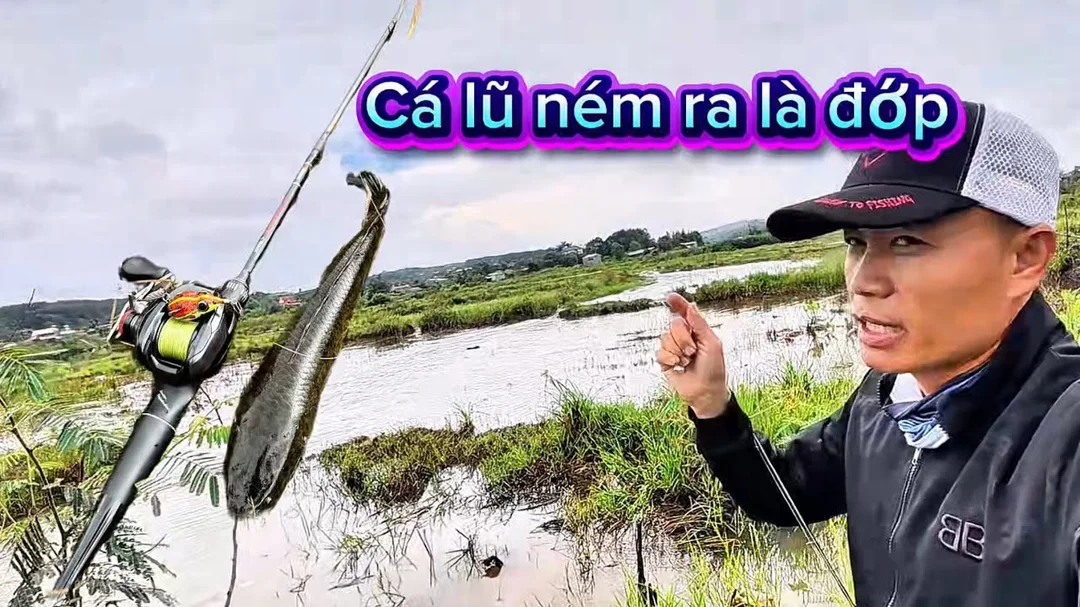 Video lure cá lóc mùa nước lũ thực tế