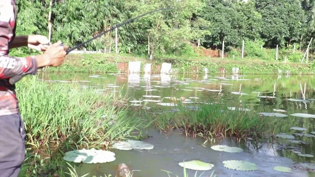 Video nhập môn câu lure cá lóc ăn mạnh thời gian nào